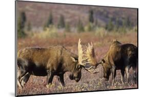 Bull Moose Wildlife, Denali National Park, Alaska, USA-Gerry Reynolds-Mounted Photographic Print