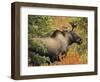 Bull Moose Wildlife, Denali National Park, Alaska, USA-Michel Hersen-Framed Photographic Print