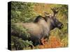 Bull Moose Wildlife, Denali National Park, Alaska, USA-Michel Hersen-Stretched Canvas