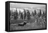 Bull Moose Wildlife, Denali National Park and Preserve, Alaska, USA-Hugh Rose-Framed Stretched Canvas