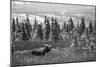 Bull Moose Wildlife, Denali National Park and Preserve, Alaska, USA-Hugh Rose-Mounted Photographic Print