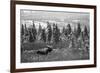 Bull Moose Wildlife, Denali National Park and Preserve, Alaska, USA-Hugh Rose-Framed Photographic Print