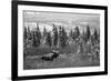 Bull Moose Wildlife, Denali National Park and Preserve, Alaska, USA-Hugh Rose-Framed Photographic Print