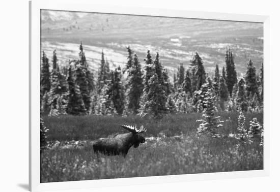 Bull Moose Wildlife, Denali National Park and Preserve, Alaska, USA-Hugh Rose-Framed Photographic Print