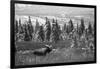 Bull Moose Wildlife, Denali National Park and Preserve, Alaska, USA-Hugh Rose-Framed Photographic Print