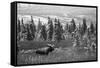 Bull Moose Wildlife, Denali National Park and Preserve, Alaska, USA-Hugh Rose-Framed Stretched Canvas