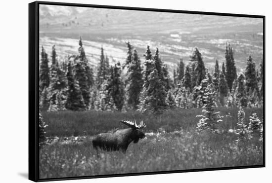 Bull Moose Wildlife, Denali National Park and Preserve, Alaska, USA-Hugh Rose-Framed Stretched Canvas