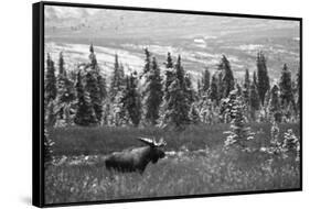 Bull Moose Wildlife, Denali National Park and Preserve, Alaska, USA-Hugh Rose-Framed Stretched Canvas