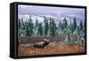 Bull Moose Wildlife, Denali National Park and Preserve, Alaska, USA-Hugh Rose-Framed Stretched Canvas