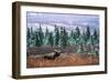 Bull Moose Wildlife, Denali National Park and Preserve, Alaska, USA-Hugh Rose-Framed Photographic Print