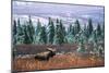 Bull Moose Wildlife, Denali National Park and Preserve, Alaska, USA-Hugh Rose-Mounted Photographic Print