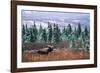 Bull Moose Wildlife, Denali National Park and Preserve, Alaska, USA-Hugh Rose-Framed Photographic Print