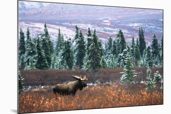 Bull Moose Wildlife, Denali National Park and Preserve, Alaska, USA-Hugh Rose-Mounted Photographic Print