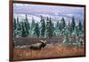 Bull Moose Wildlife, Denali National Park and Preserve, Alaska, USA-Hugh Rose-Framed Photographic Print