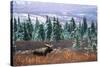 Bull Moose Wildlife, Denali National Park and Preserve, Alaska, USA-Hugh Rose-Stretched Canvas