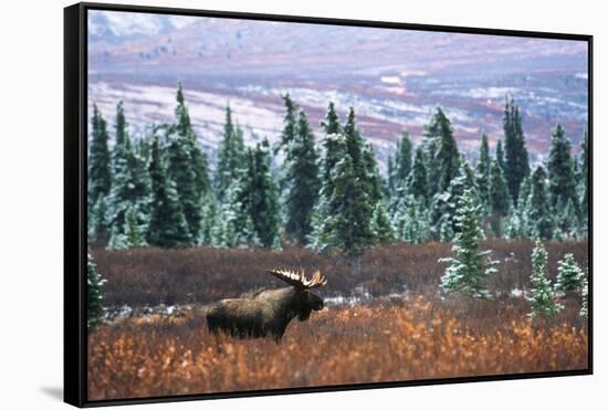 Bull Moose Wildlife, Denali National Park and Preserve, Alaska, USA-Hugh Rose-Framed Stretched Canvas