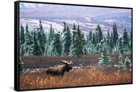 Bull Moose Wildlife, Denali National Park and Preserve, Alaska, USA-Hugh Rose-Framed Stretched Canvas