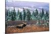 Bull Moose Wildlife, Denali National Park and Preserve, Alaska, USA-Hugh Rose-Stretched Canvas