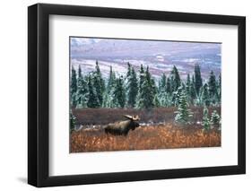 Bull Moose Wildlife, Denali National Park and Preserve, Alaska, USA-Hugh Rose-Framed Photographic Print