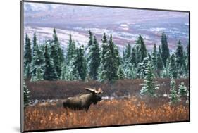 Bull Moose Wildlife, Denali National Park and Preserve, Alaska, USA-Hugh Rose-Mounted Photographic Print
