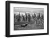 Bull Moose Wildlife, Denali National Park and Preserve, Alaska, USA-Hugh Rose-Framed Photographic Print