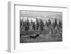 Bull Moose Wildlife, Denali National Park and Preserve, Alaska, USA-Hugh Rose-Framed Photographic Print