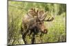 Bull Moose Wildlife Foraging in Grand Teton National Park, Wyoming, USA-Chuck Haney-Mounted Photographic Print