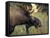 Bull Moose with Antlers, Denali National Park, Alaska, USA-Howie Garber-Framed Stretched Canvas