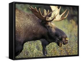 Bull Moose with Antlers, Denali National Park, Alaska, USA-Howie Garber-Framed Stretched Canvas