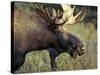 Bull Moose with Antlers, Denali National Park, Alaska, USA-Howie Garber-Stretched Canvas