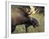 Bull Moose with Antlers, Denali National Park, Alaska, USA-Howie Garber-Framed Photographic Print