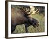 Bull Moose with Antlers, Denali National Park, Alaska, USA-Howie Garber-Framed Photographic Print