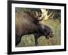 Bull Moose with Antlers, Denali National Park, Alaska, USA-Howie Garber-Framed Photographic Print