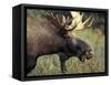 Bull Moose with Antlers, Denali National Park, Alaska, USA-Howie Garber-Framed Stretched Canvas