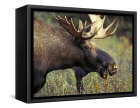 Bull Moose with Antlers, Denali National Park, Alaska, USA-Howie Garber-Framed Stretched Canvas