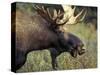 Bull Moose with Antlers, Denali National Park, Alaska, USA-Howie Garber-Stretched Canvas