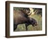 Bull Moose with Antlers, Denali National Park, Alaska, USA-Howie Garber-Framed Photographic Print