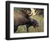 Bull Moose with Antlers, Denali National Park, Alaska, USA-Howie Garber-Framed Photographic Print