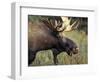 Bull Moose with Antlers, Denali National Park, Alaska, USA-Howie Garber-Framed Photographic Print