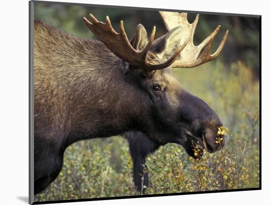 Bull Moose with Antlers, Denali National Park, Alaska, USA-Howie Garber-Mounted Photographic Print