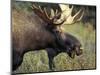 Bull Moose with Antlers, Denali National Park, Alaska, USA-Howie Garber-Mounted Photographic Print