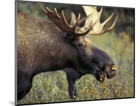Bull Moose with Antlers, Denali National Park, Alaska, USA-Howie Garber-Mounted Photographic Print
