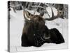 Bull Moose with Christmas Lights Tangled in its Antlers Rests in a Field in Anchorage, Alaska-null-Stretched Canvas