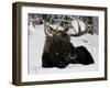 Bull Moose with Christmas Lights Tangled in its Antlers Rests in a Field in Anchorage, Alaska-null-Framed Premium Photographic Print