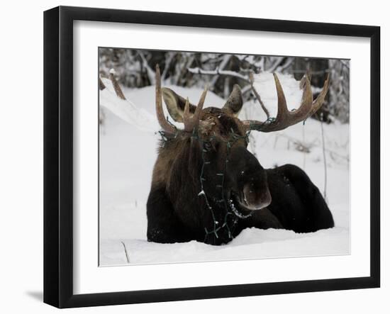 Bull Moose with Christmas Lights Tangled in its Antlers Rests in a Field in Anchorage, Alaska-null-Framed Premium Photographic Print