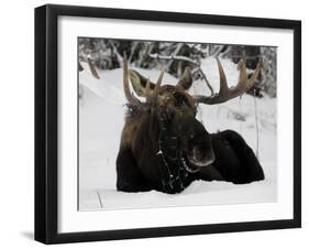 Bull Moose with Christmas Lights Tangled in its Antlers Rests in a Field in Anchorage, Alaska-null-Framed Premium Photographic Print