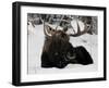 Bull Moose with Christmas Lights Tangled in its Antlers Rests in a Field in Anchorage, Alaska-null-Framed Premium Photographic Print