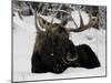 Bull Moose with Christmas Lights Tangled in its Antlers Rests in a Field in Anchorage, Alaska-null-Mounted Premium Photographic Print