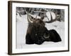 Bull Moose with Christmas Lights Tangled in its Antlers Rests in a Field in Anchorage, Alaska-null-Framed Photographic Print