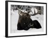 Bull Moose with Christmas Lights Tangled in its Antlers Rests in a Field in Anchorage, Alaska-null-Framed Photographic Print